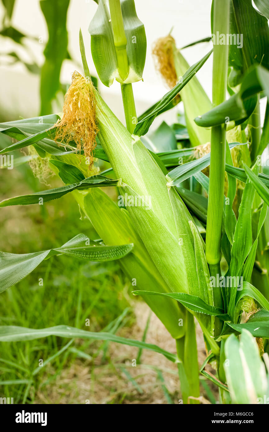 Pronto per la mietitura Hokkaido puro mais bianco Foto Stock