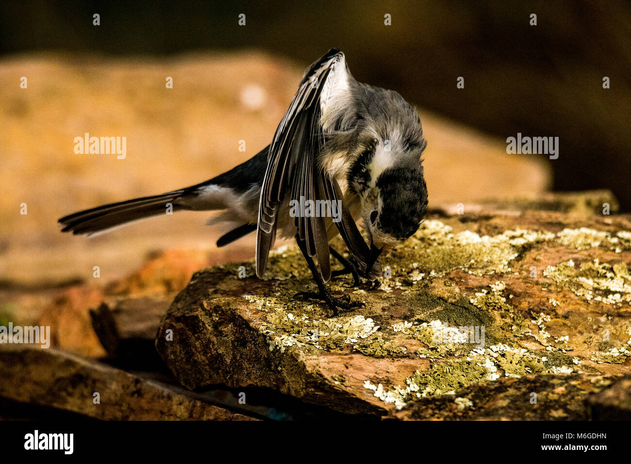 White waigtail (motacilla alba) la balneazione Foto Stock