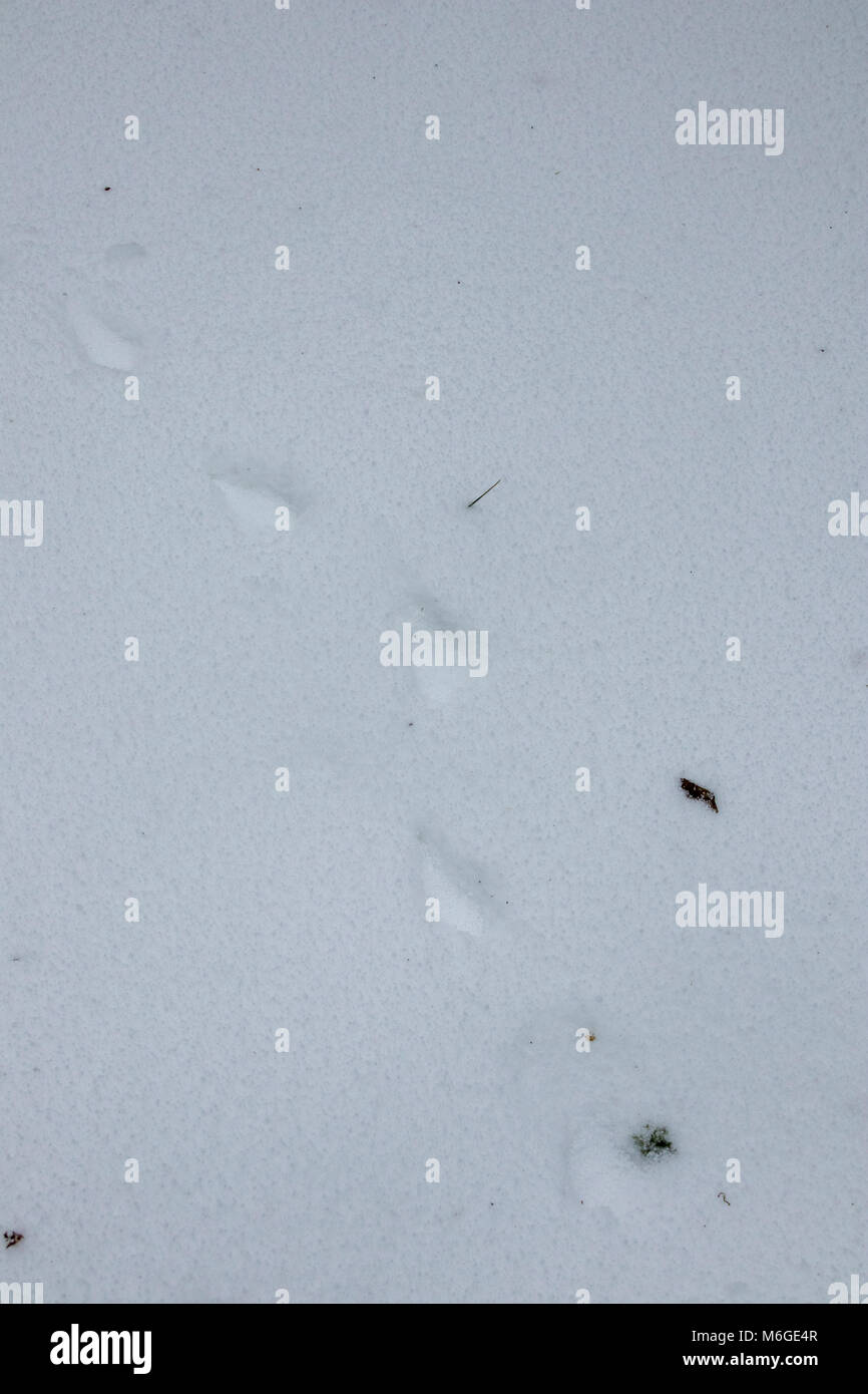Capriolo tracce nella neve in legno Foto Stock