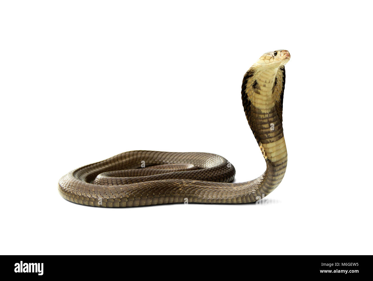 Serpente cobra Siamese ( Naja kaouthia ). Gravi pericolose velenosi. Diffondere il cofano minacciano di lottare per evitare pericolo. isolato su sfondo bianco. Foto Stock