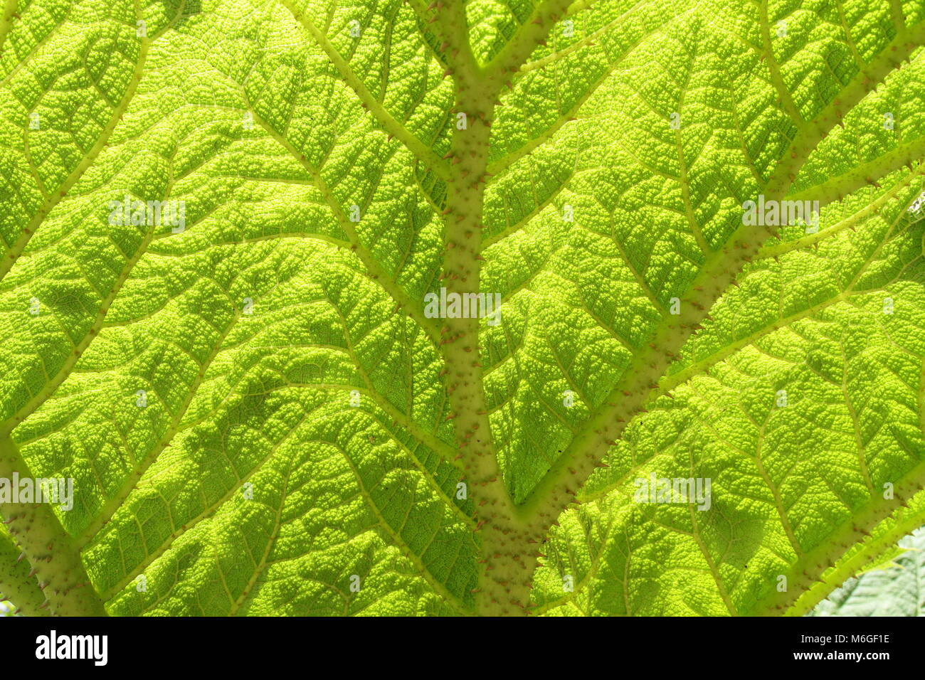 Attraverso la foglia Gunnera Foto Stock