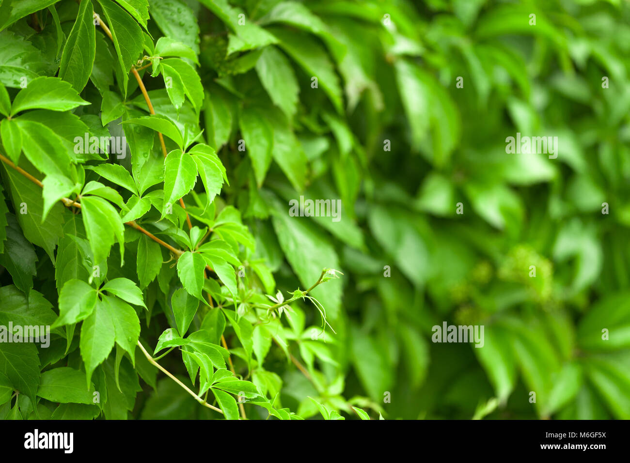 All'aperto tiro della molla foglie con messa a fuoco poco profonda dietro di essa Foto Stock