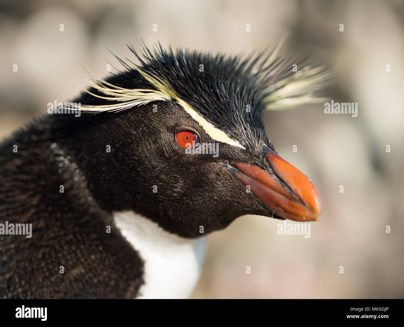 Close up del sud del pinguino saltaroccia, Isole Falkland. Foto Stock