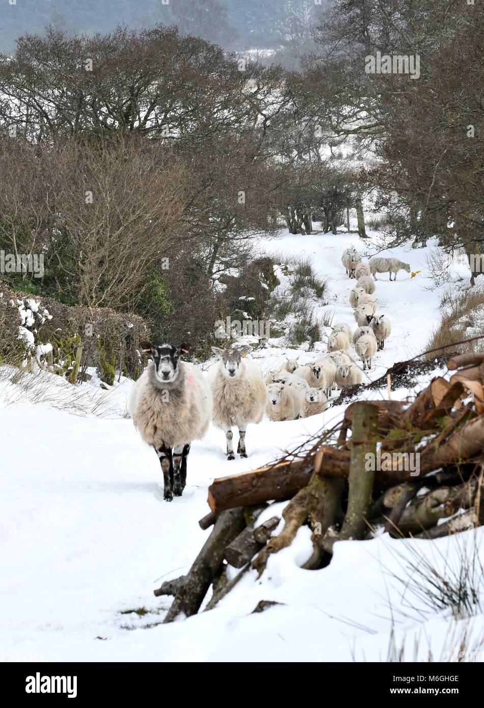 Pecore in discesa in inverno Foto Stock