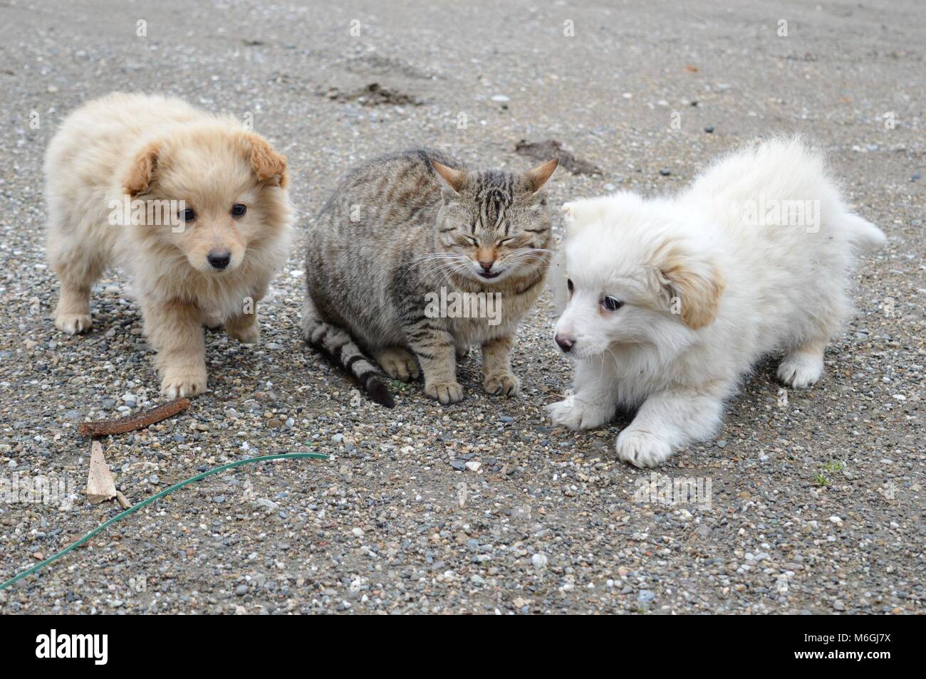 Due piccoli cuccioli di diversi colori e un gatto Foto Stock