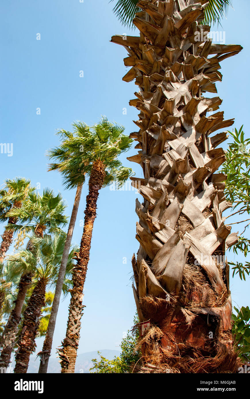 Alte palme con fronde verdi, in piedi sotto il vasto cielo blu, che raffigurano un'atmosfera tranquilla e tropicale Foto Stock