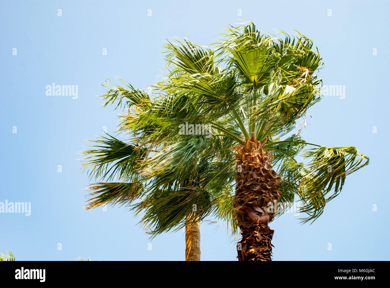 Fronde tropicali lussureggianti di palme verdi sparse su di una luminosa vista blu del cielo senza nuvole dal basso Foto Stock