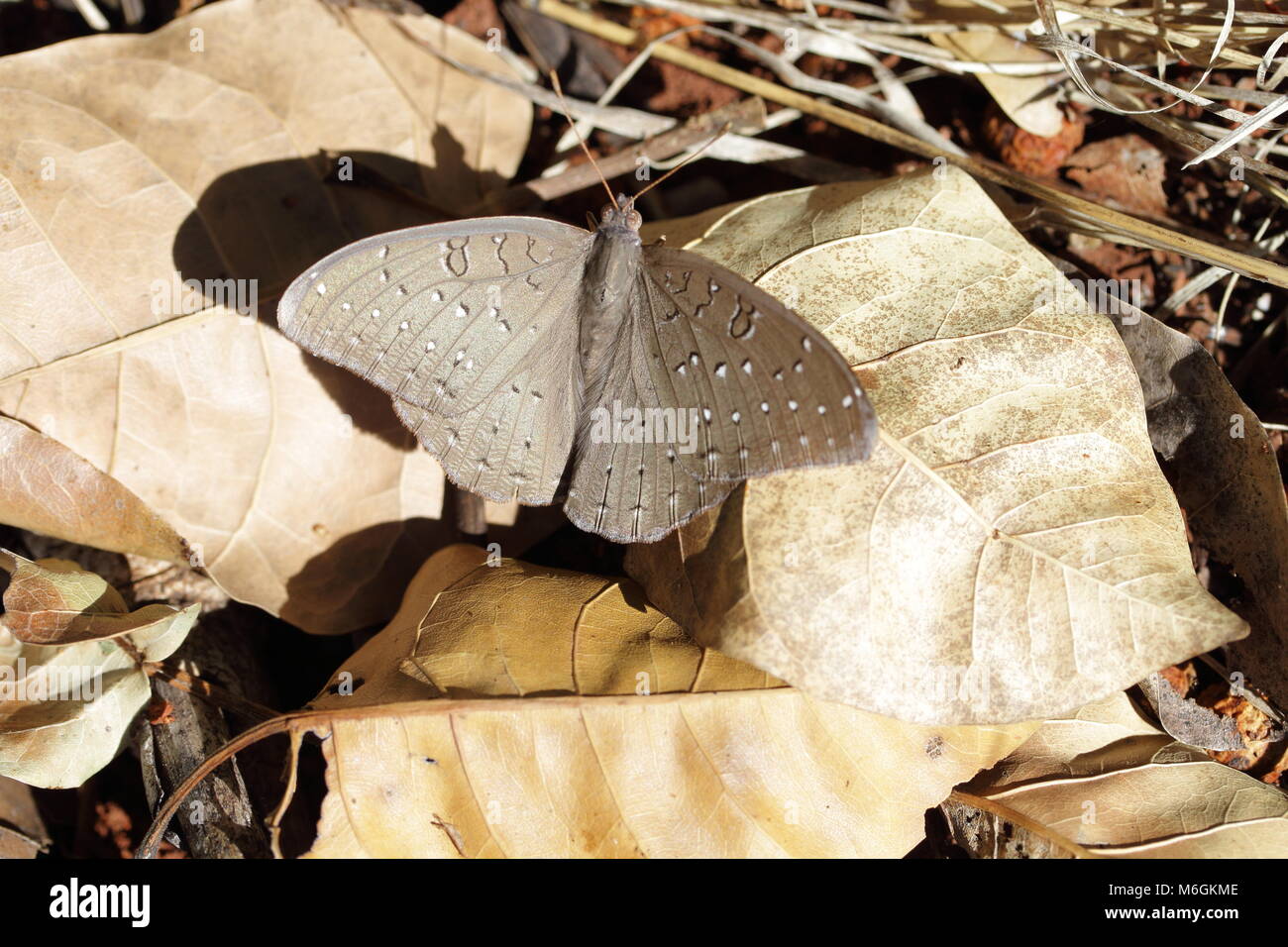 Faraona Butterfly Foto Stock