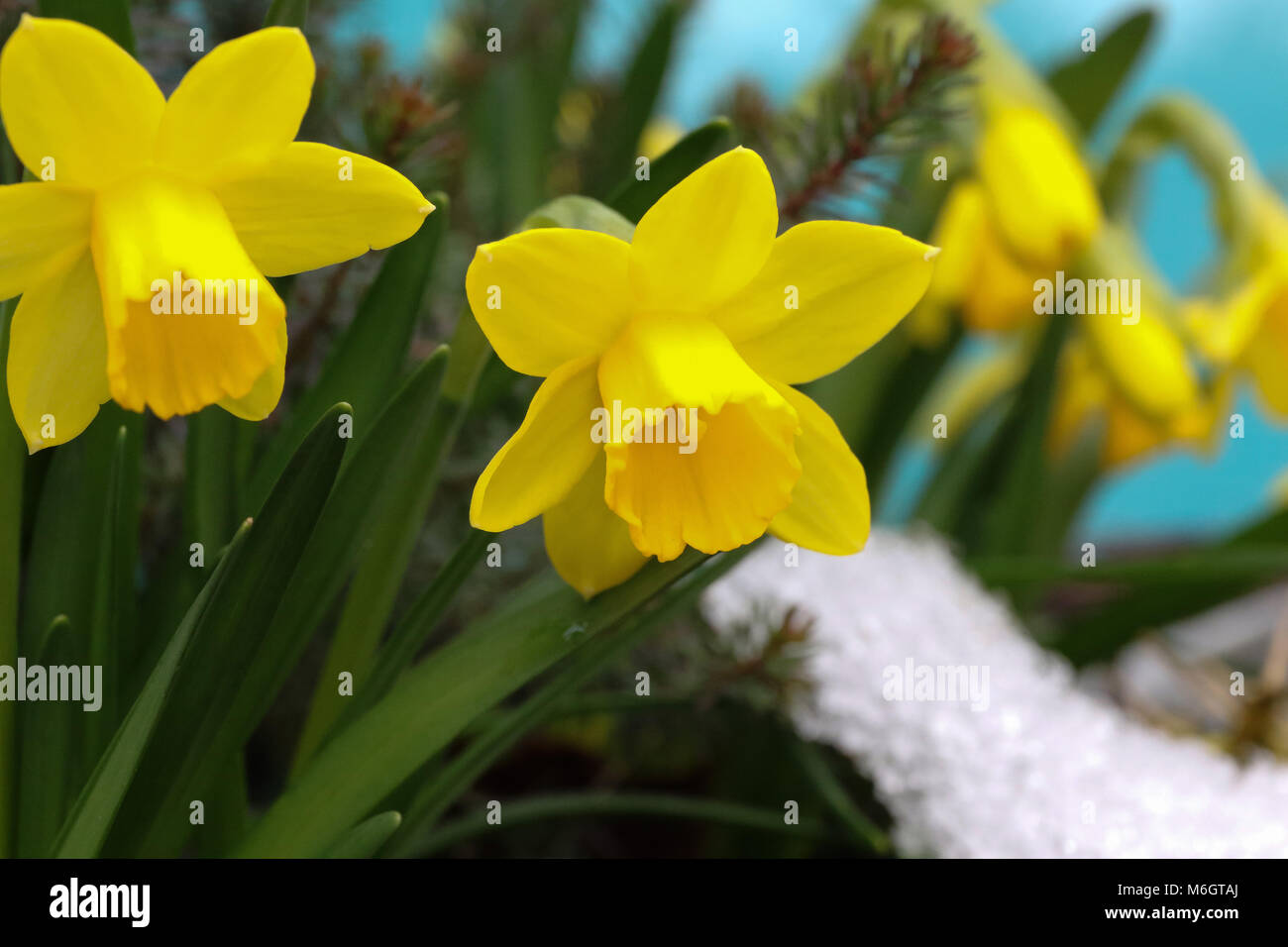 Lurgan, Irlanda del Nord. 04 marzo 2018. Regno Unito - previsioni del tempo - un lento scongelamento è in corso in Irlanda del Nord. Il daffodils in miniatura torna in vista. Credito: David Hunter/Alamy Live News. Foto Stock