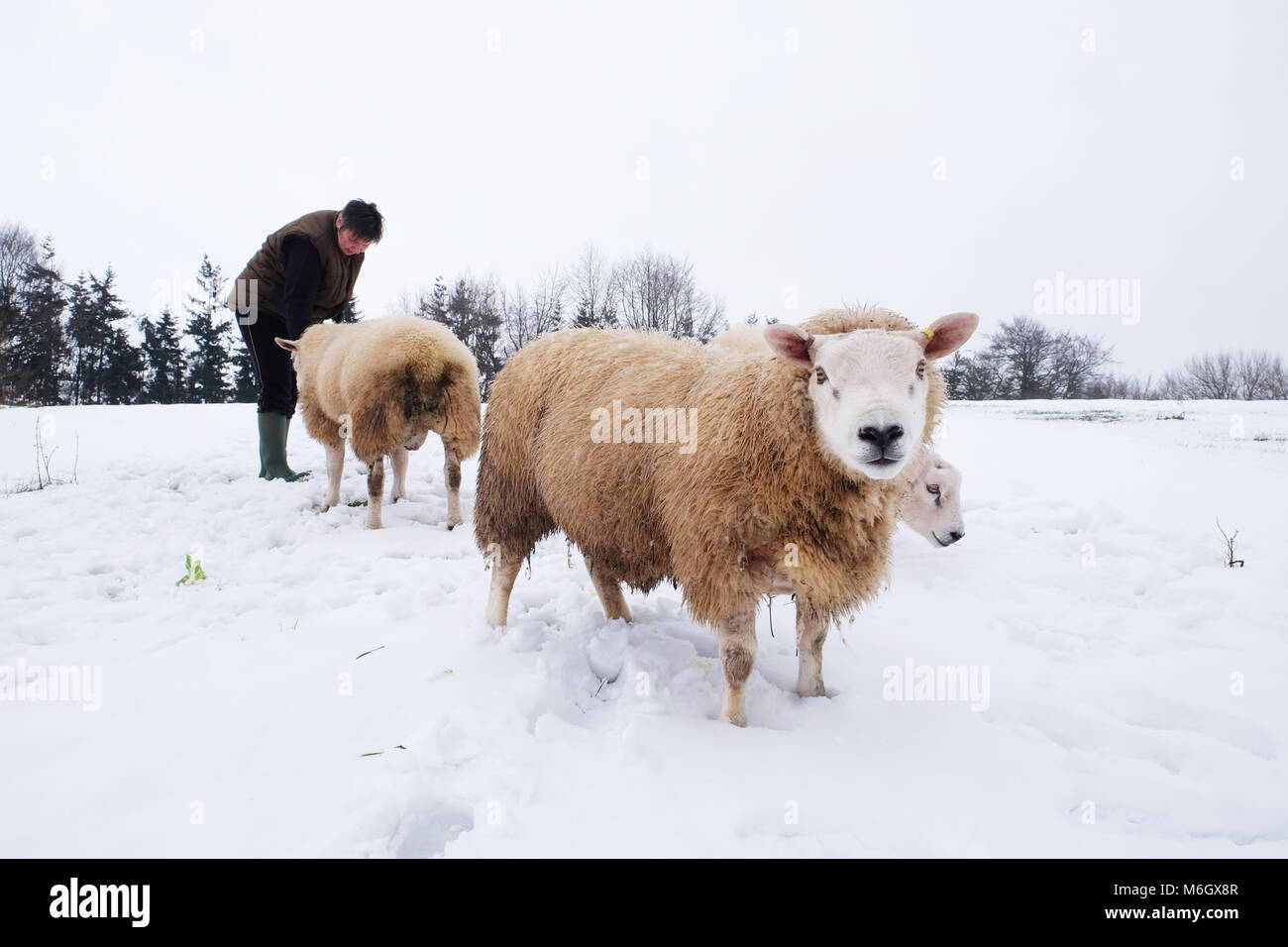 Titley, Herefordshire - Marzo 2018 - un agricoltore controlli sul suo montoni in una coperta di neve campo in occidente rurale Herefordshire. Foto Steven Maggio / Alamy Live News Foto Stock