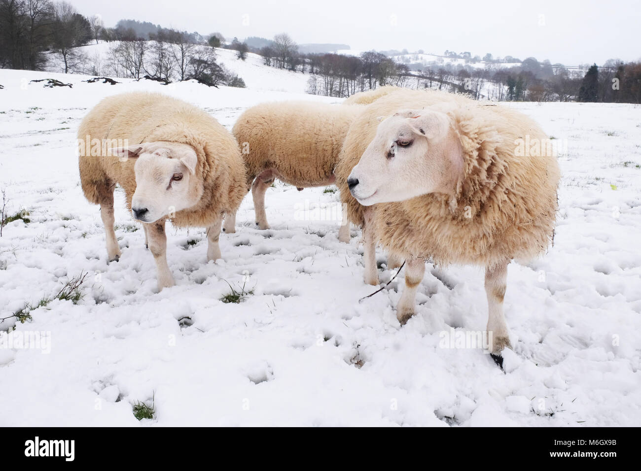 Titley, Herefordshire - Marzo 2018 - Rams in coperta di neve campo di pascolo in zone rurali west Herefordshire UK dopo la fine dell'inverno nevicata. Foto Steven Maggio / Alamy Live News Foto Stock