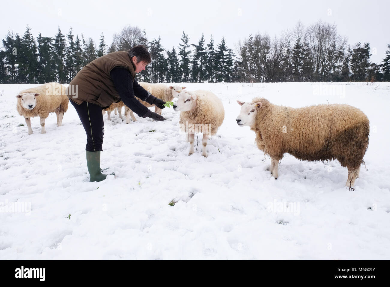 Titley, Herefordshire - Marzo 2018 - un agricoltore controlli sul suo montoni in una coperta di neve campo in occidente rurale Herefordshire. Foto Steven Maggio / Alamy Live News Foto Stock