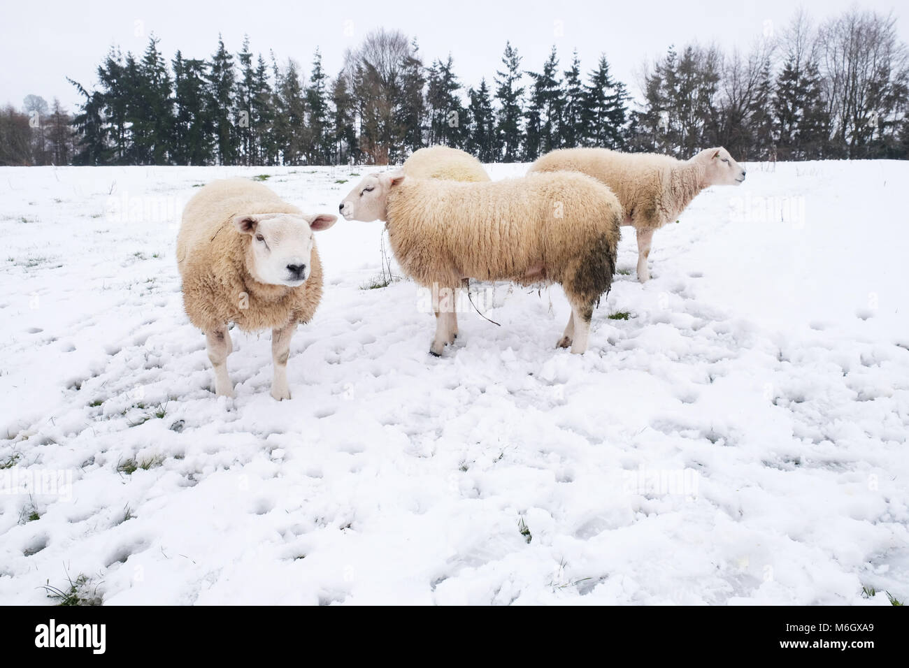 Titley, Herefordshire - Marzo 2018 - Rams in coperta di neve campo di pascolo in zone rurali west Herefordshire UK dopo la fine dell'inverno nevicata. Foto Steven Maggio / Alamy Live News Foto Stock