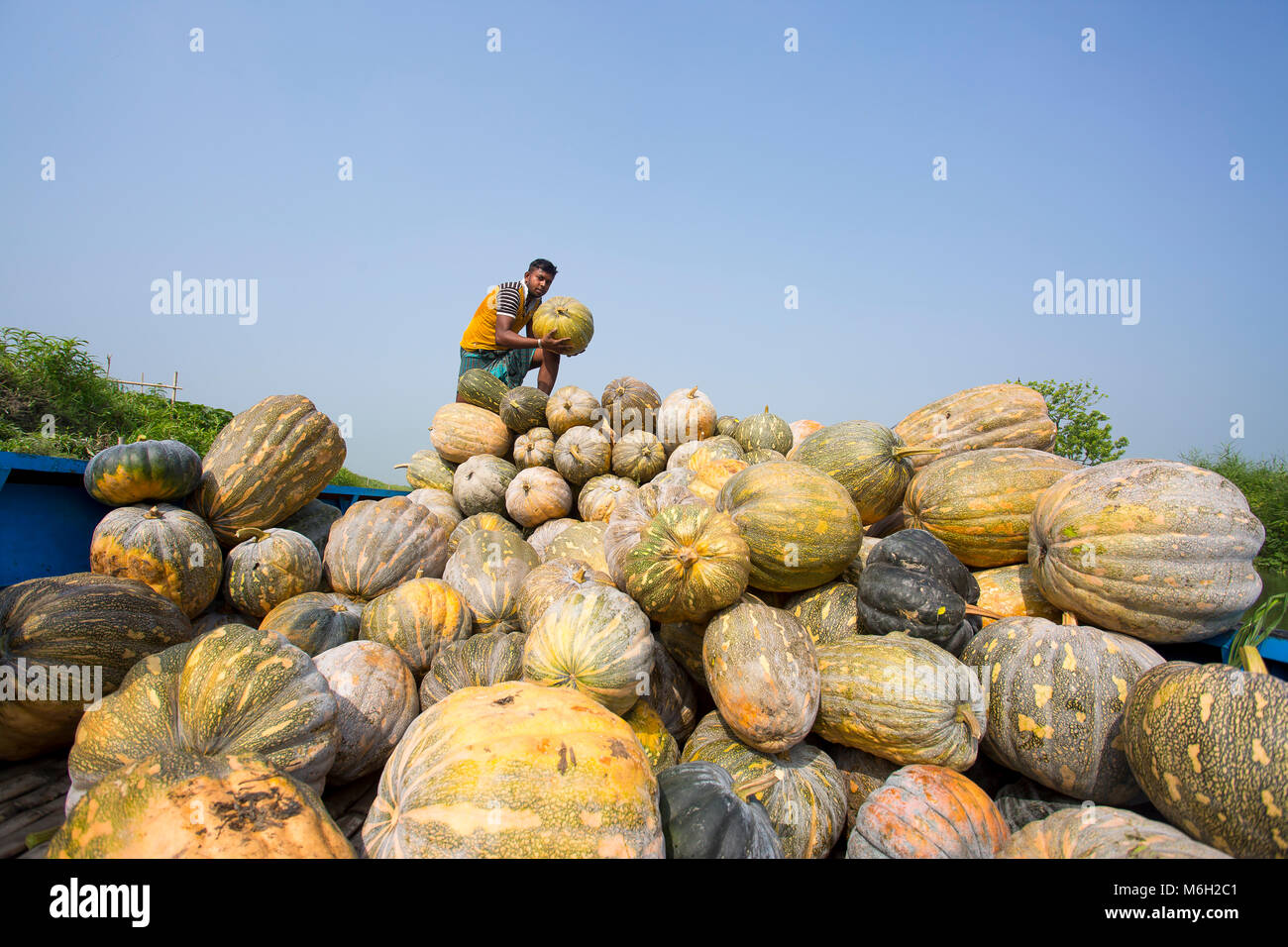 L'Arial Beel (acqua) corpo di Munshiganj è famosa per la produzione di tipi speciali di grandi dimensioni di zucca dolce; i produttori locali stanno compiendo un enorme profitto. Quelle zucche è coltivato e prodotto in Arial Beel in ogni anno. Ciascuna della zucca che è di dimensioni di circa 40 kg a 120 kg, i produttori vendono ogni della grande zucca a Tk 3.000 a 6.000. Credito: Jahangir Alam Onuchcha/Alamy Live News Foto Stock