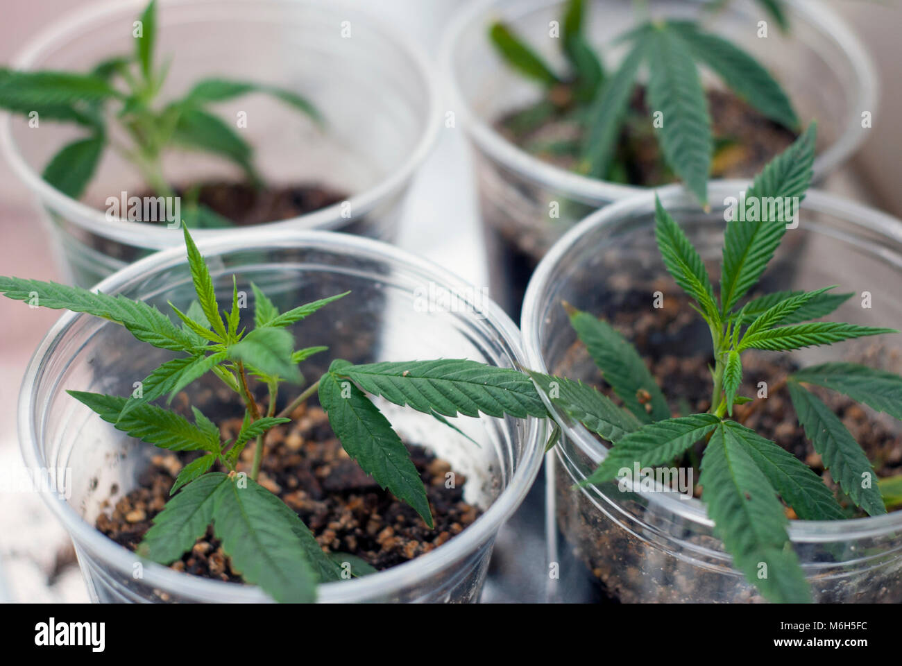 Clonato cannabis indica marijuana talee radicate in una tazza di plastica trasparente di terreno accanto agli altri, come parte di una crescita interna per uso medicinale. Foto Stock