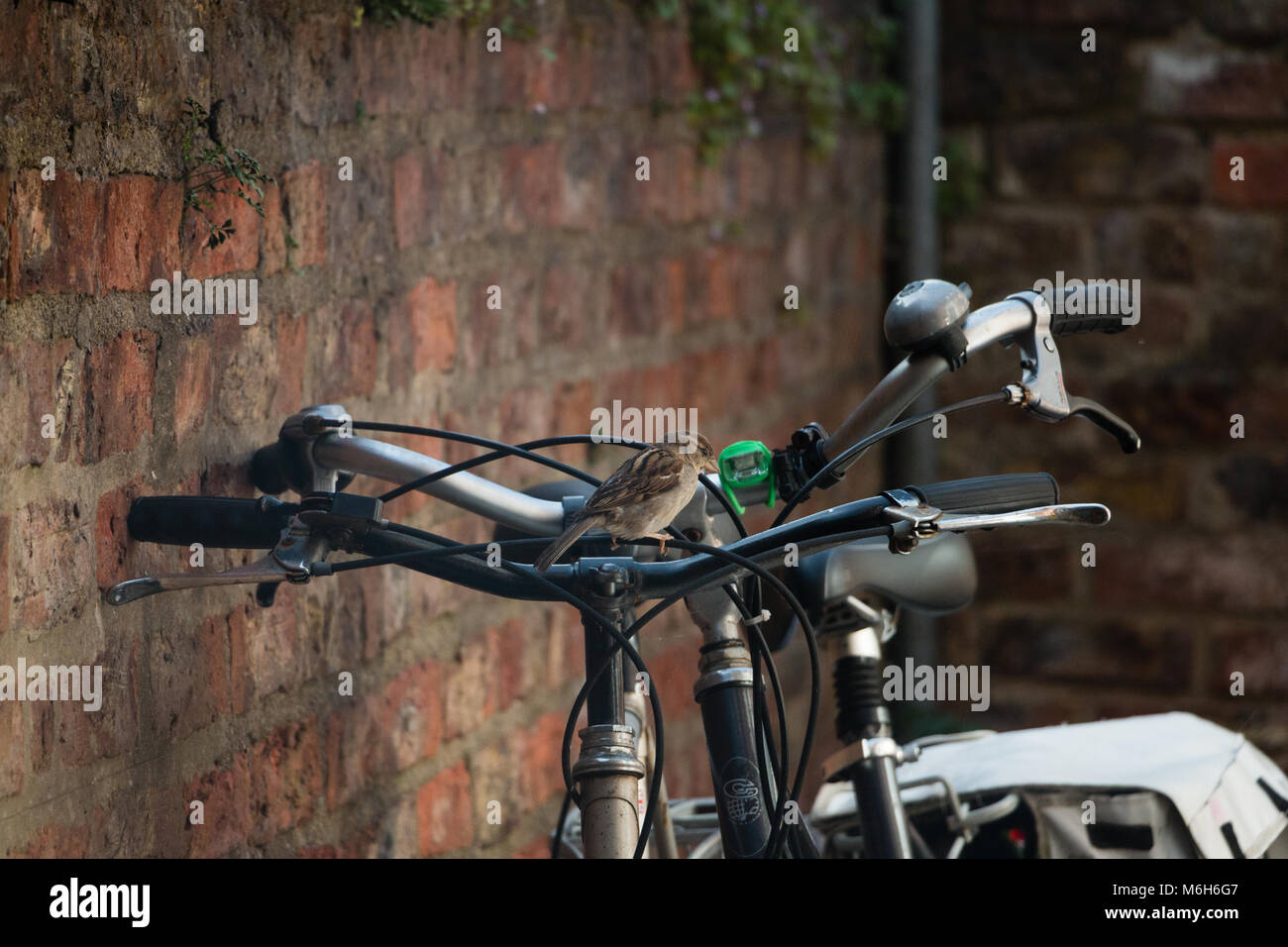 Una femmina di casa passero, un comune British garden bird, si siede su una bicicletta in un cortile urbano nel Regno Unito. Foto Stock