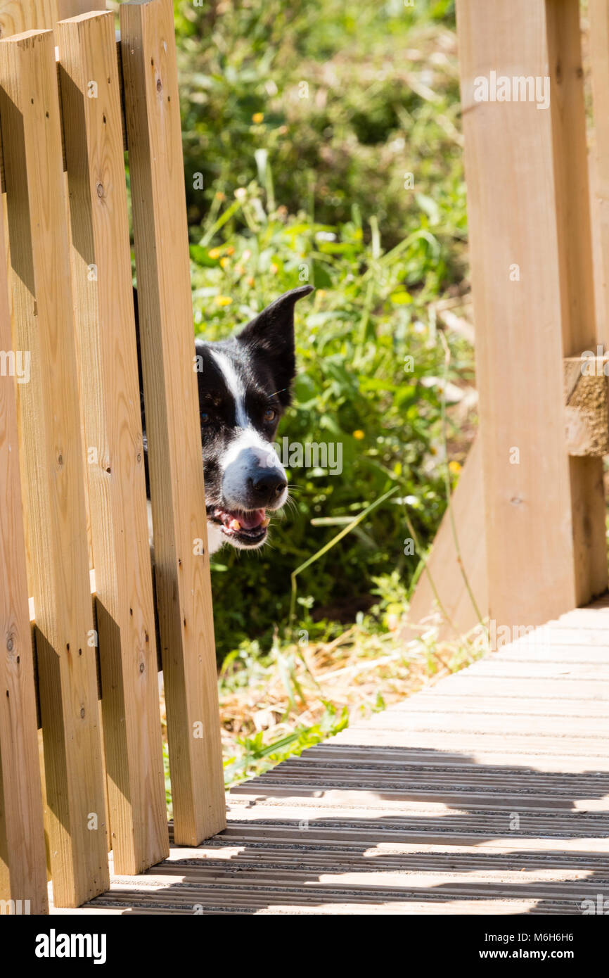 Un Welsh Sheepdog pigoli intorno al lato di una recinzione che si affaccia Bempton Cliffs nel North Yorkshire Foto Stock