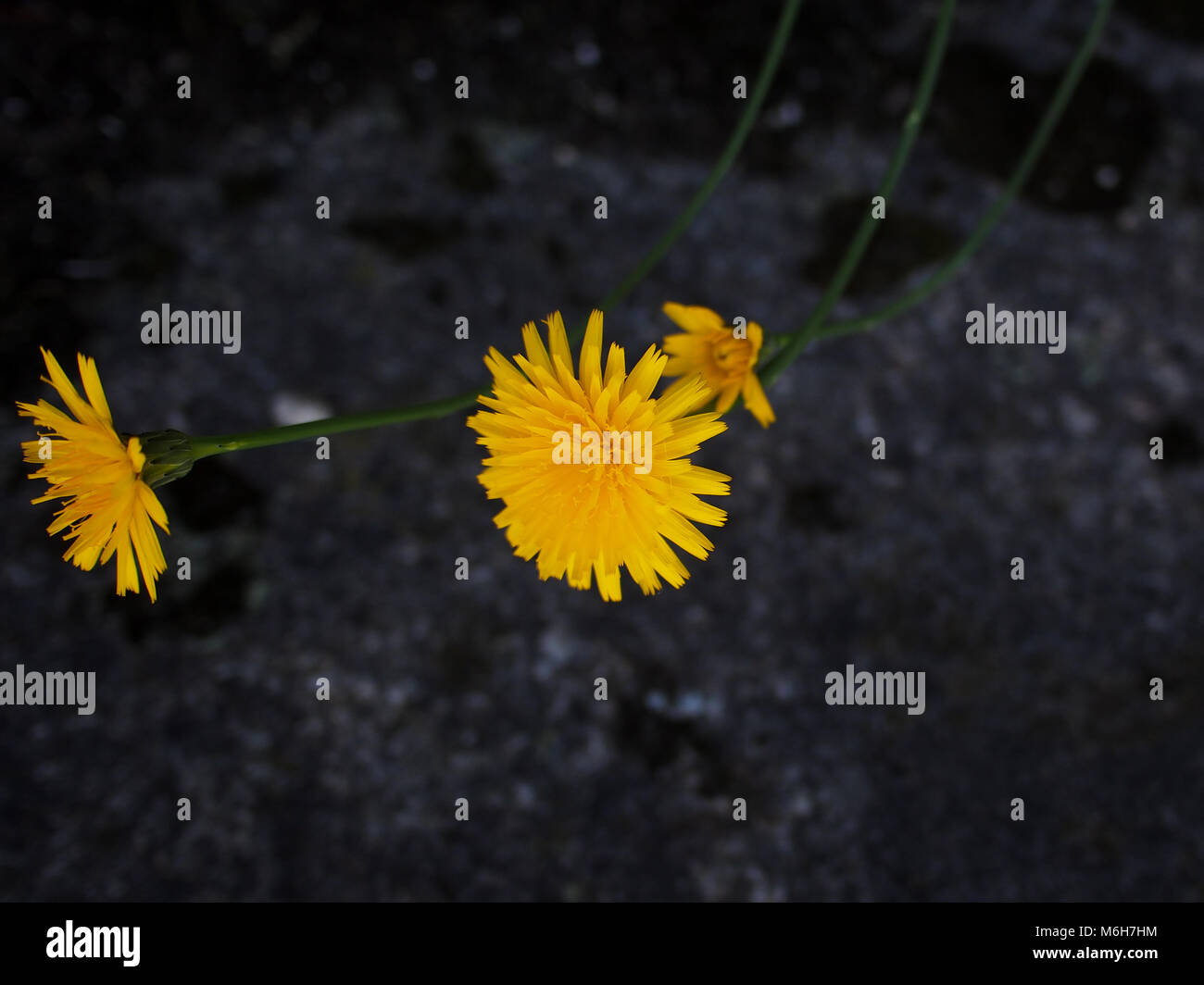 Piccoli fiori di colore giallo su sfondo scuro Foto Stock