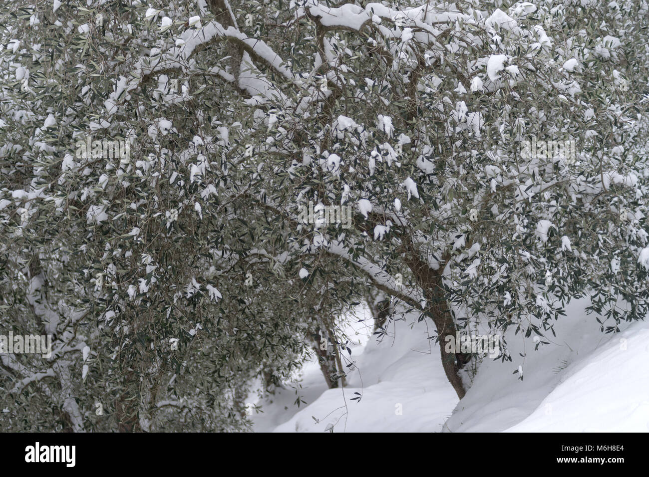 Coperta di neve olivo in provincia di Imperia, Italia Foto Stock