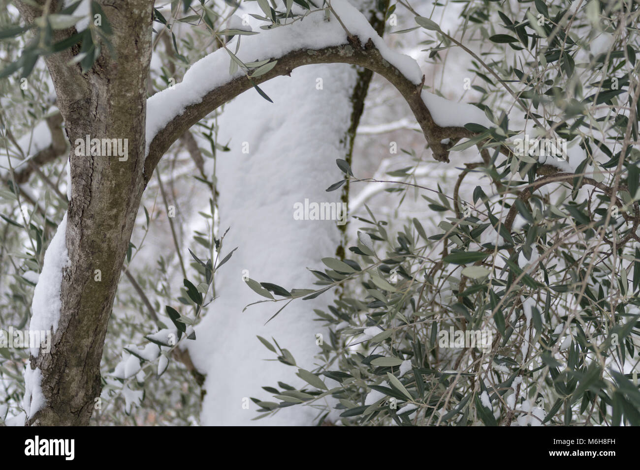 Coperta di neve olivo in provincia di Imperia, Italia Foto Stock