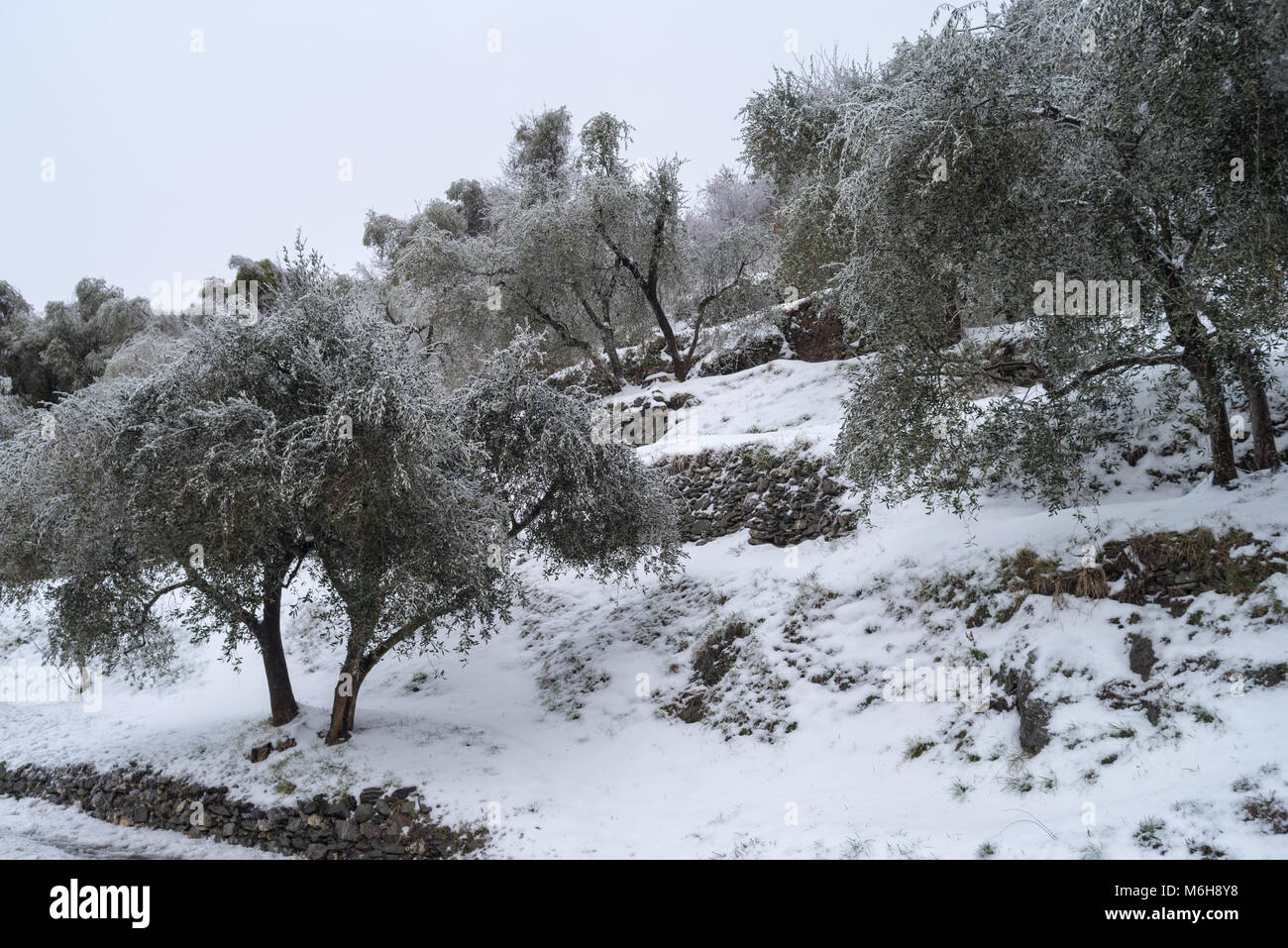Coperta di neve uliveto in provincia di Imperia, Italia Foto Stock