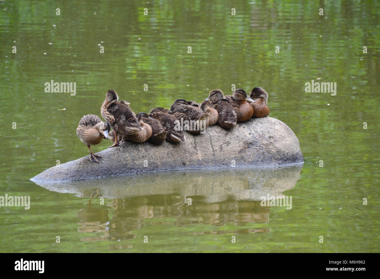 Famiglia di anatra sul lago Foto Stock