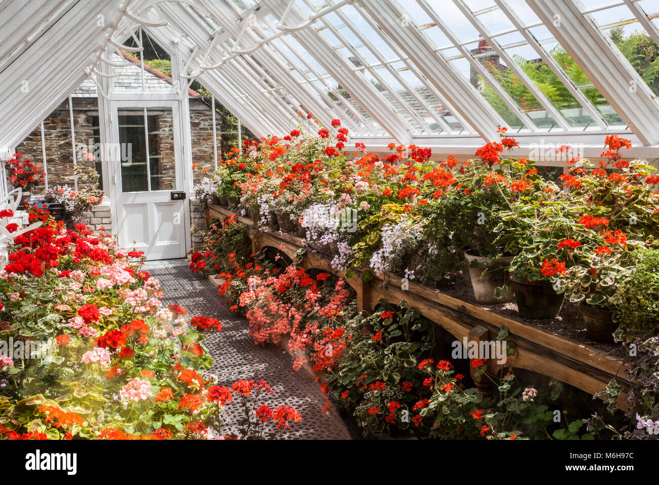 Una serra piena di pelargoniums misti alla Lost Gardens of Heligan, Cornwall Foto Stock