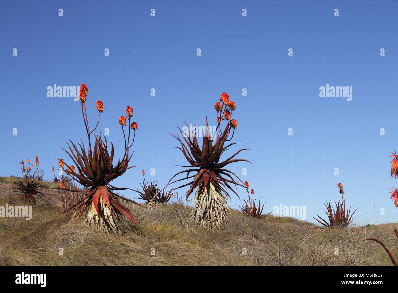 Aloe cameronii Foto Stock