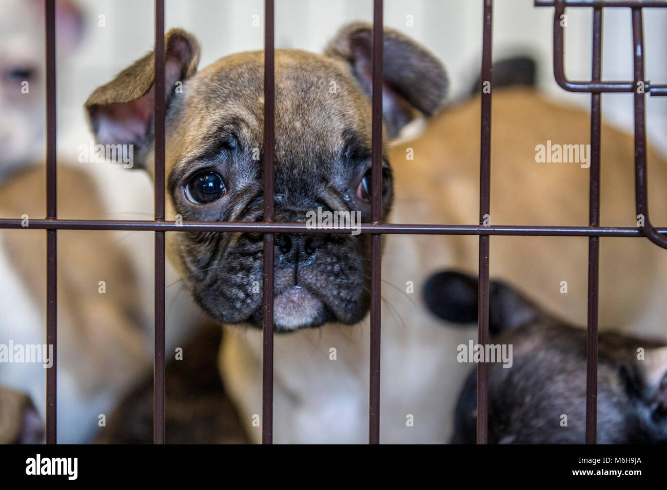 Salvato bulldog francese cuccioli Foto Stock