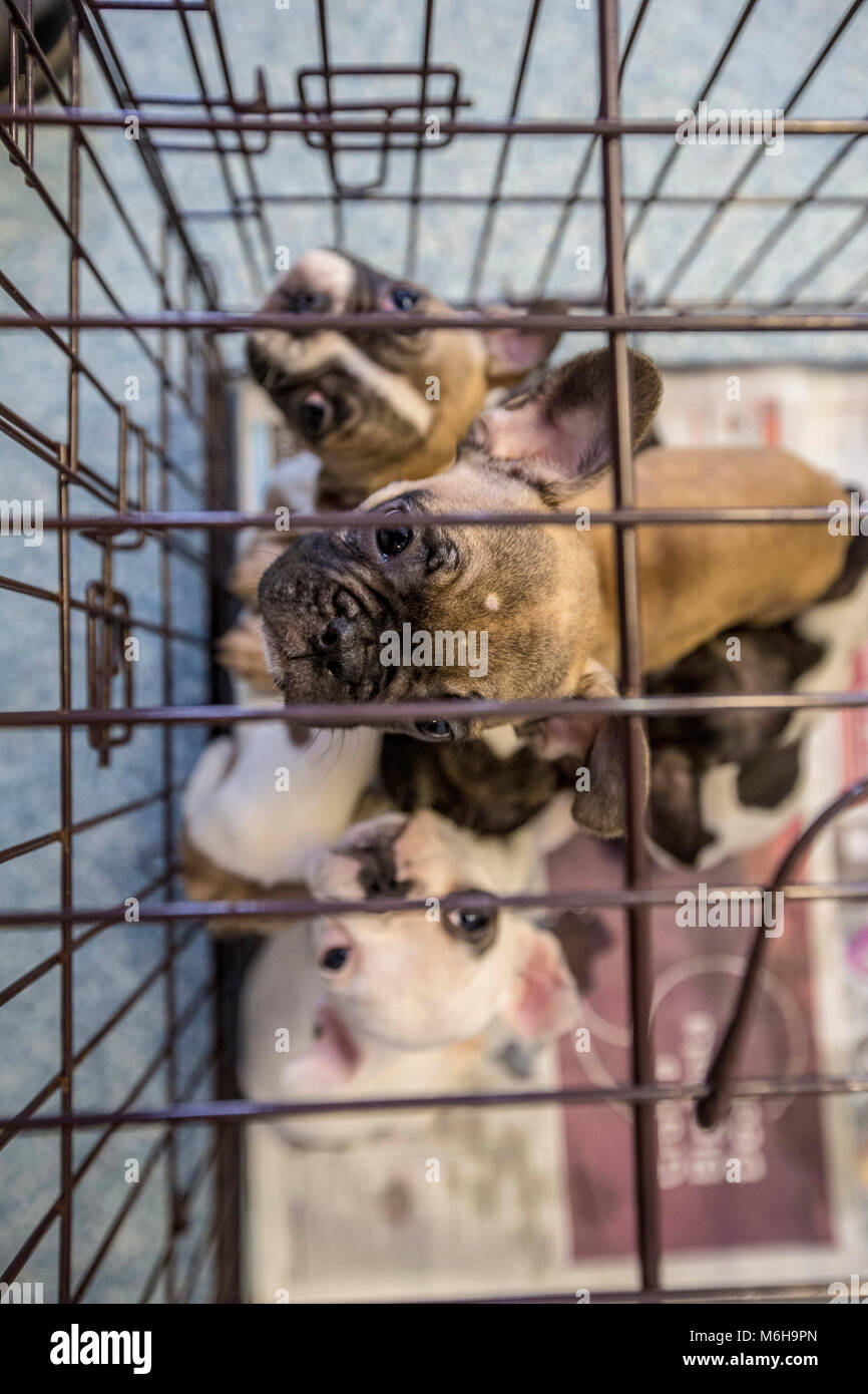 Salvato bulldog francese cuccioli Foto Stock