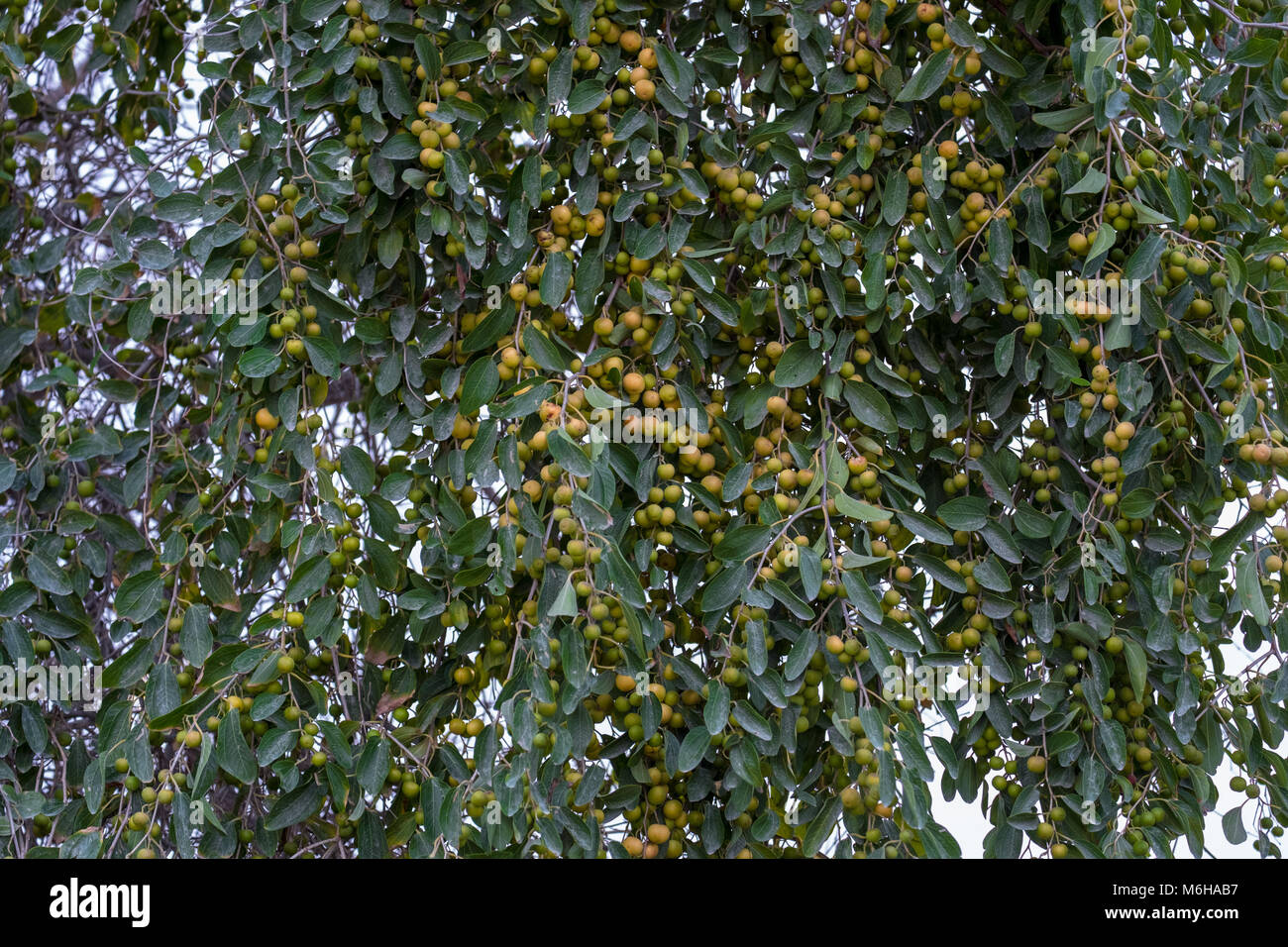 Tonnellate Di Indian Jujube Frutti Pendenti Con Jujube Albero A Yas Island Abu Dhabi Foto Stock Alamy