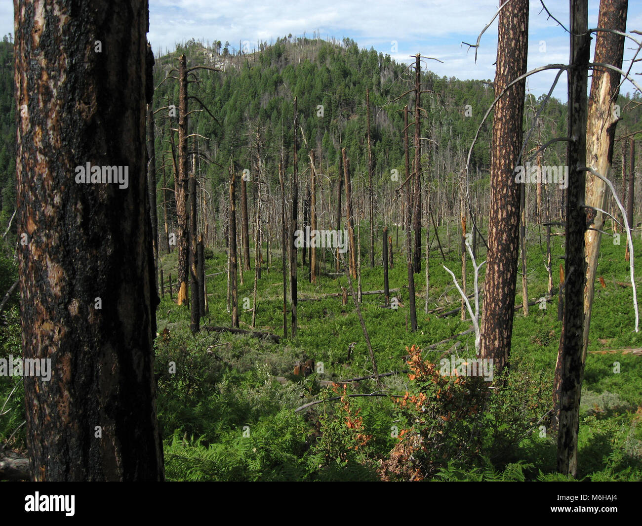 La nuova crescita di pini, felci e altre piante emerge dal suolo della foresta seguendo le Aspen Fire, menta molla Trail, Deserto Sonoran, Coronado Nazione Foto Stock