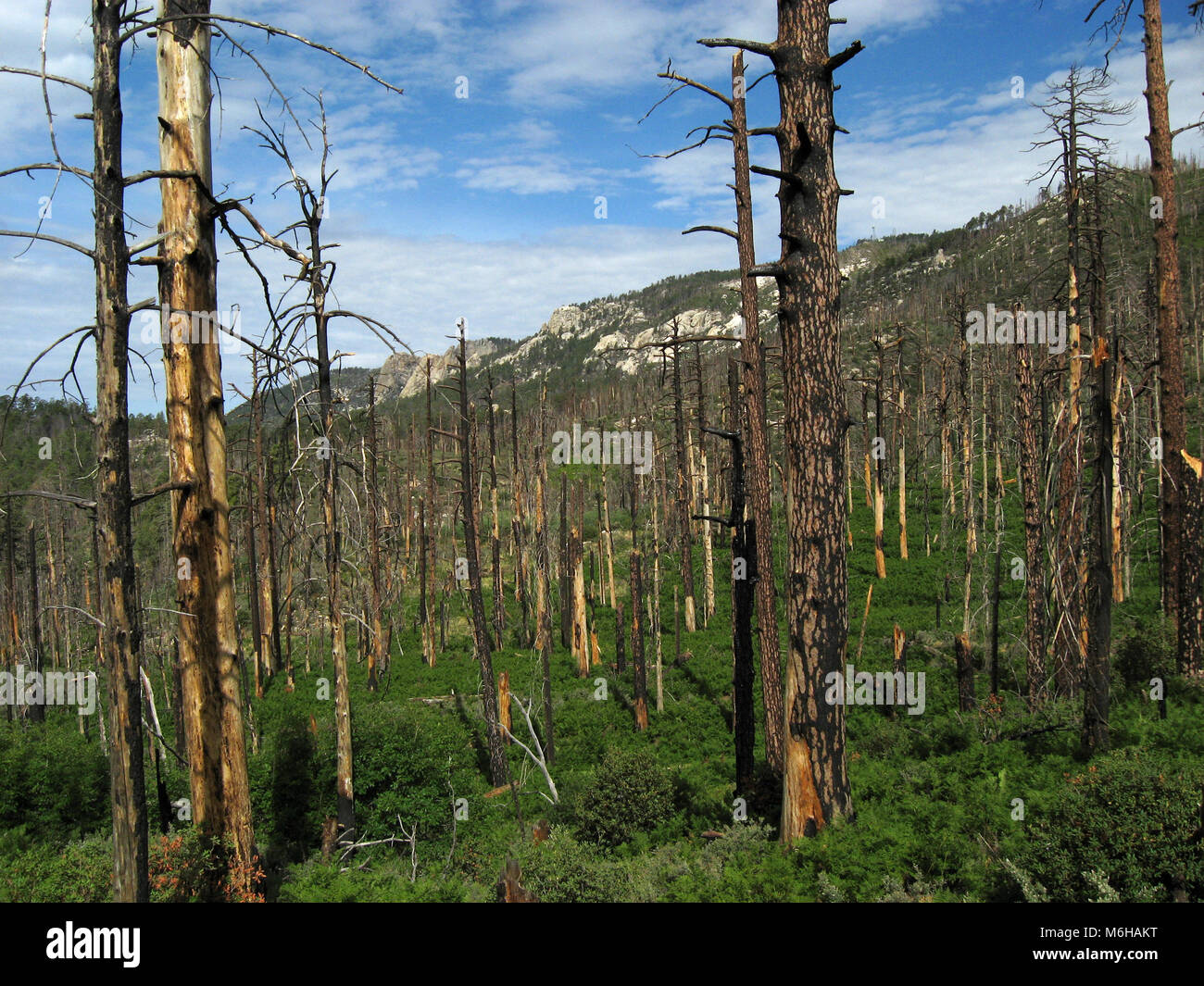 La nuova crescita di pini, felci e altre piante emerge dal suolo della foresta seguendo le Aspen Fire, menta molla Trail, Deserto Sonoran, Coronado Nazione Foto Stock