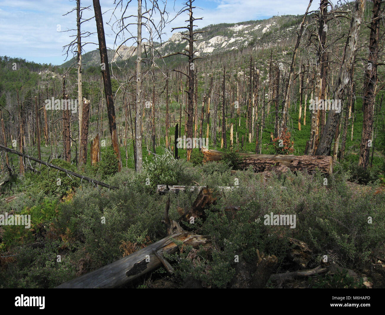 La nuova crescita di pini, felci e altre piante emerge dal suolo della foresta seguendo le Aspen Fire, menta molla Trail, Deserto Sonoran, Coronado Nazione Foto Stock