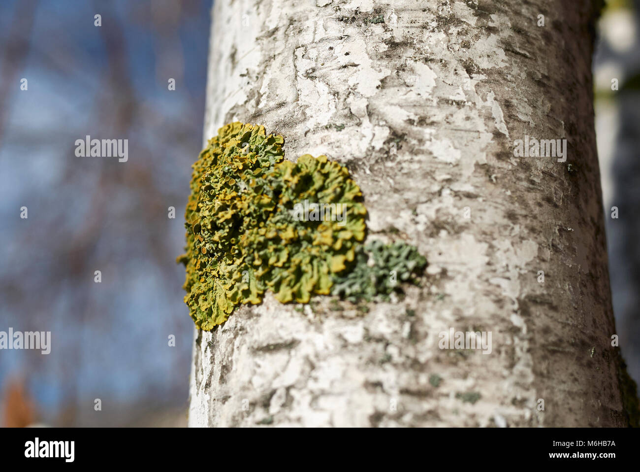 I licheni su una corteccia di betulla Foto Stock