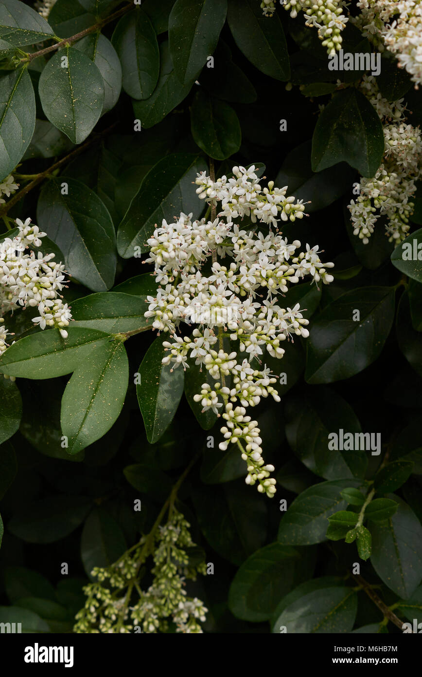 Ligustrum vulgare blossom Foto Stock