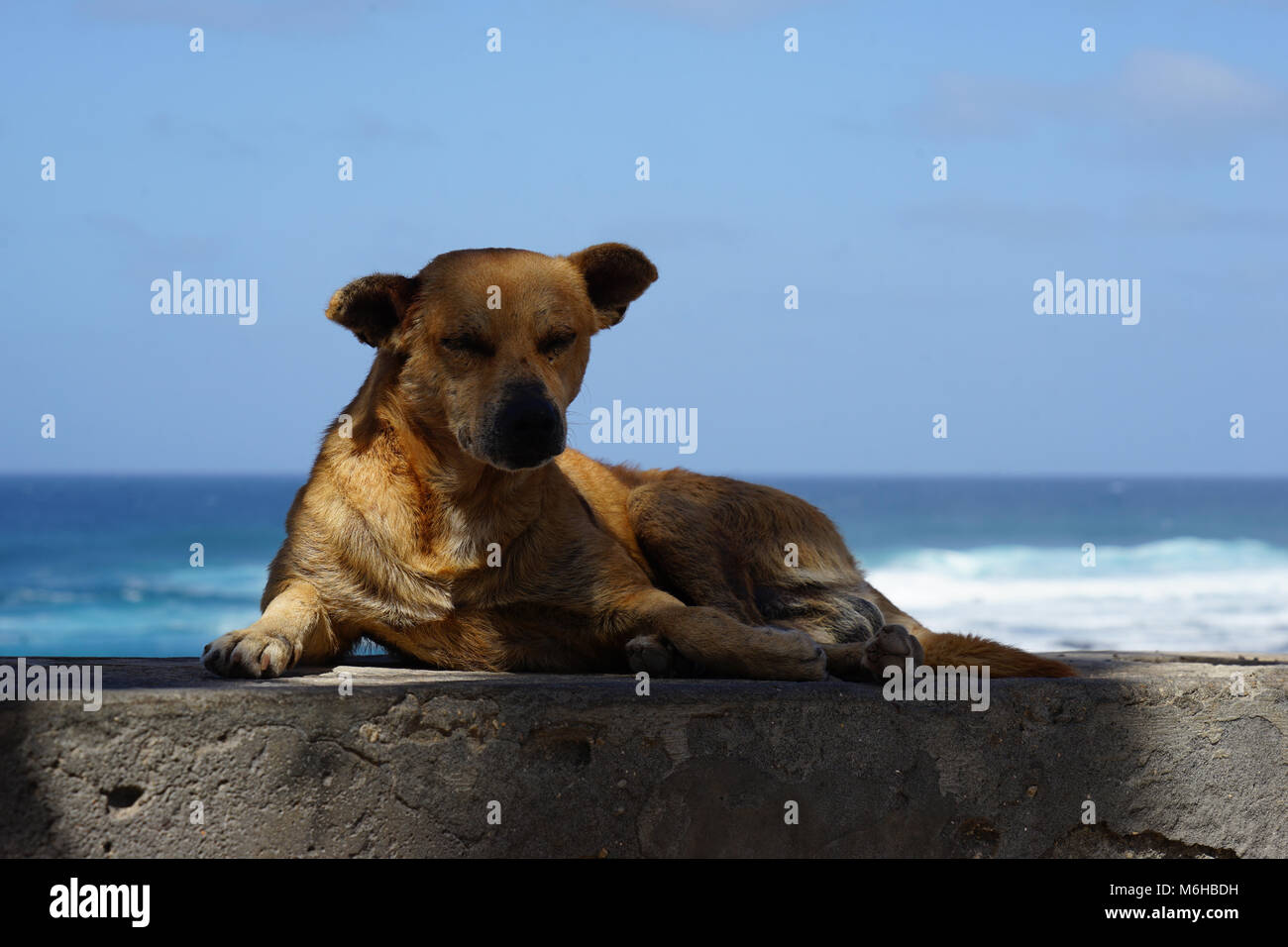 Vecchio Cane su una parete, Ponta do Sol, Santo Antao, Capo Verde Foto Stock