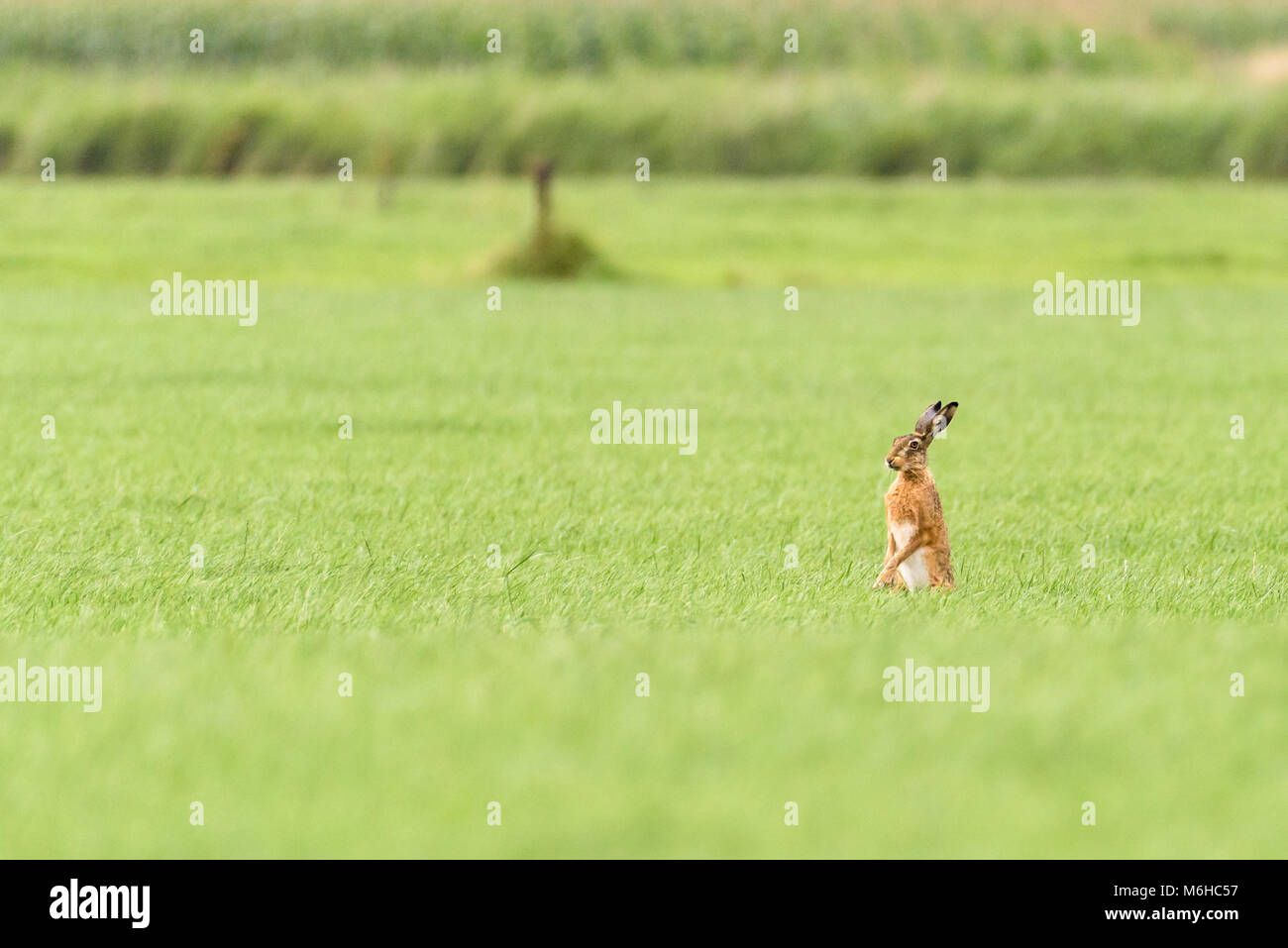 Un selvatico Lepre è in piedi in un campo e guardando intorno a lungo erba verde. Foto Stock