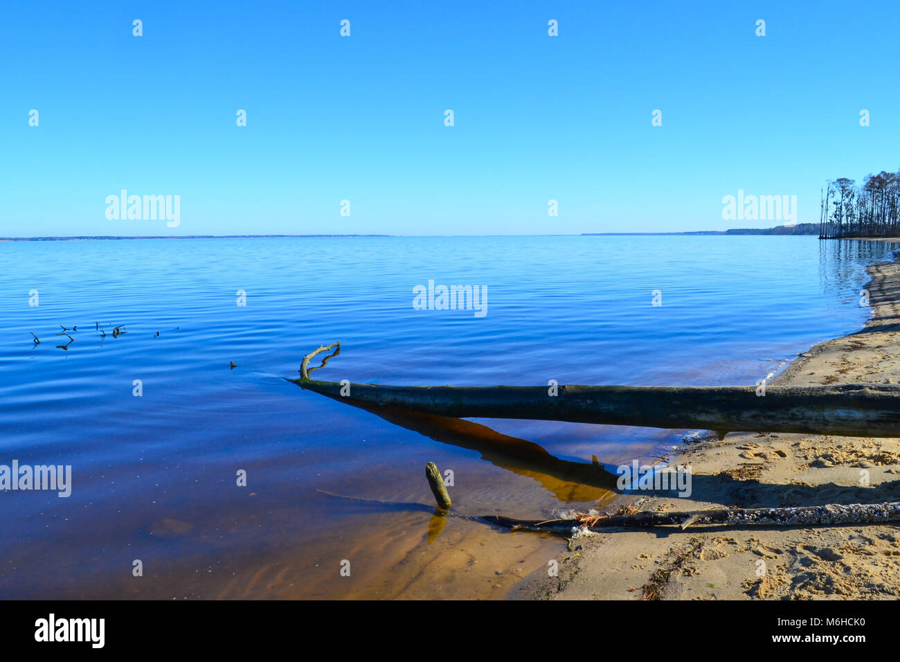 Neusiok River Trail lungo le rive del fiume Neuse in New Bern, North Carolina, Stati Uniti d'America - mirabilmente bellissimo cedro tronchi di alberi sorgere dall'acqua Foto Stock