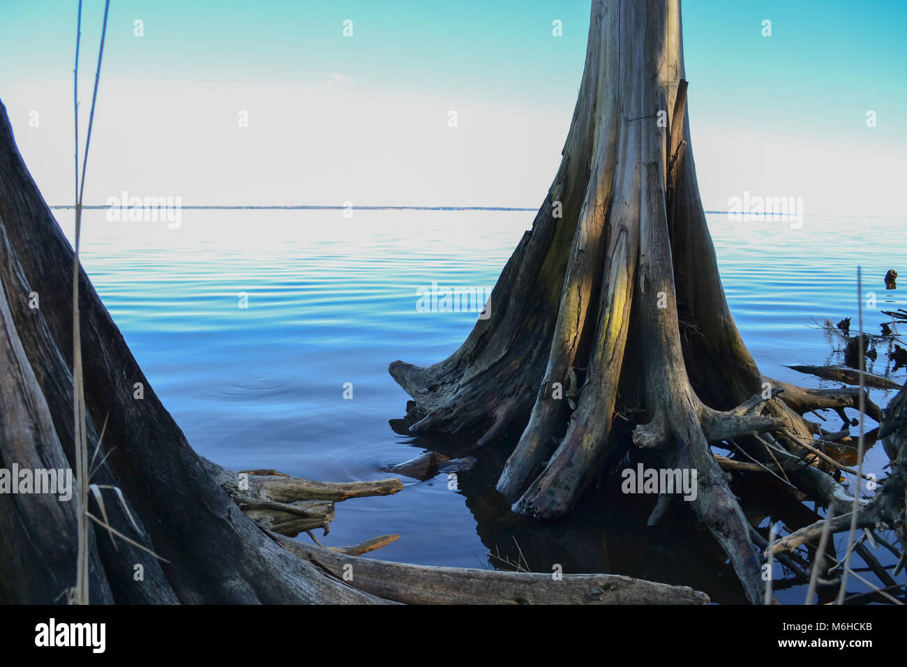 Neusiok River Trail lungo le rive del fiume Neuse in New Bern, North Carolina, Stati Uniti d'America - mirabilmente bellissimo cedro tronchi di alberi sorgere dall'acqua Foto Stock