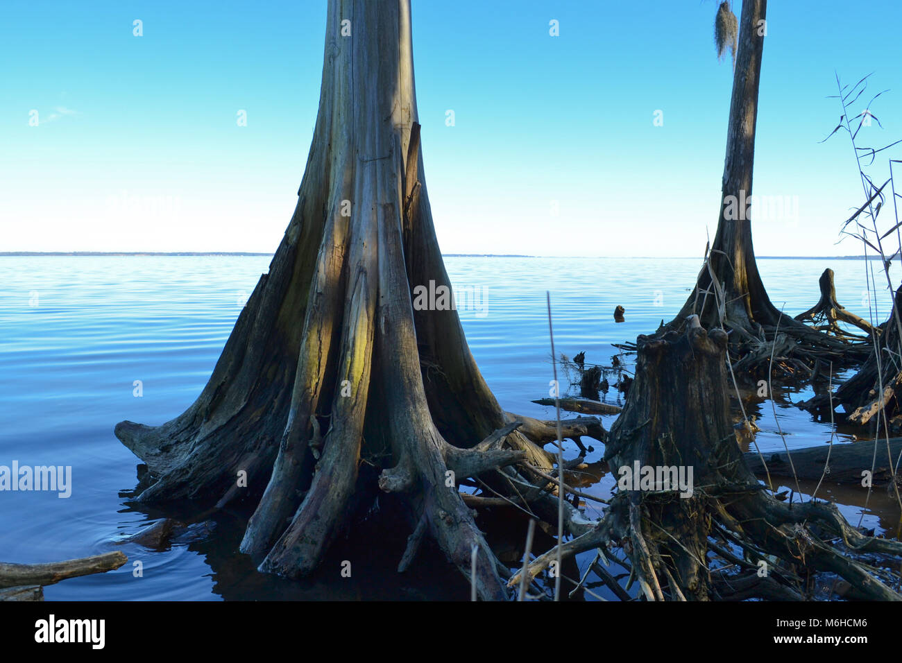 Neusiok River Trail lungo le rive del fiume Neuse in New Bern, North Carolina, Stati Uniti d'America - mirabilmente bellissimo cedro tronchi di alberi sorgere dall'acqua Foto Stock