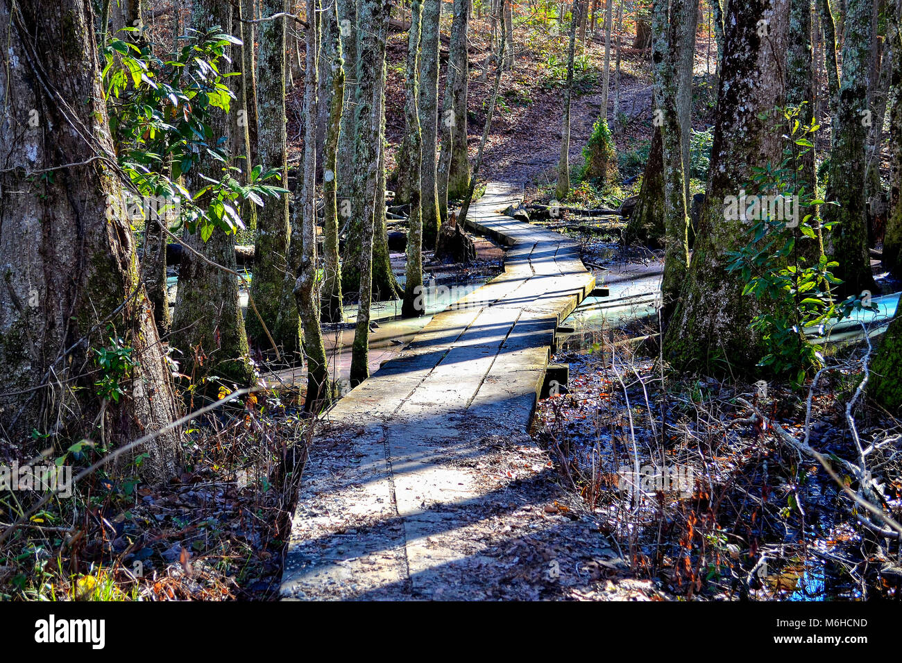 Neusiok River Trail lungo le rive del fiume Neuse in New Bern, North Carolina, Stati Uniti d'America - mirabilmente bellissimo cedro tronchi di alberi sorgere dall'acqua Foto Stock