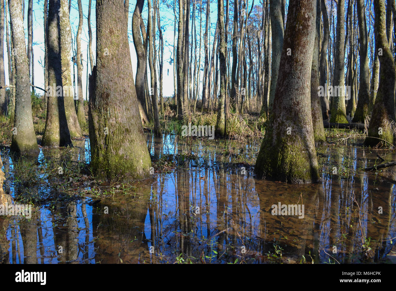 Neusiok River Trail lungo le rive del fiume Neuse in New Bern, North Carolina, Stati Uniti d'America - mirabilmente bellissimo cedro tronchi di alberi sorgere dall'acqua Foto Stock