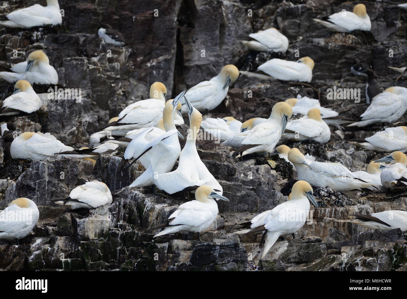 Sule la fatturazione su scogliere Foto Stock
