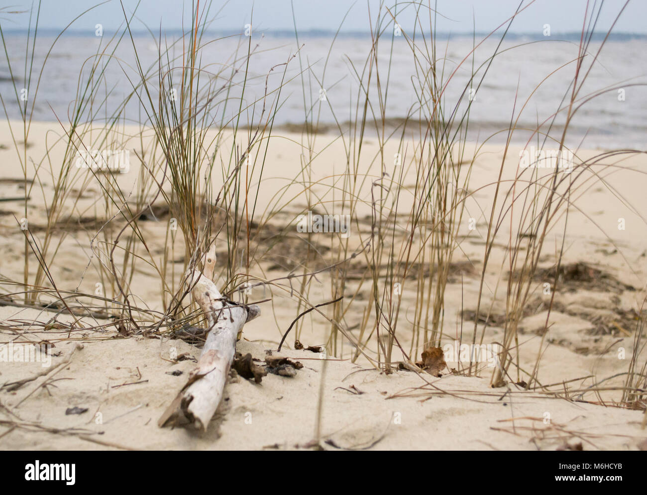 Neusiok River Trail lungo le rive del fiume Neuse in New Bern, North Carolina, Stati Uniti d'America - mirabilmente bellissimo cedro tronchi di alberi sorgere dall'acqua Foto Stock