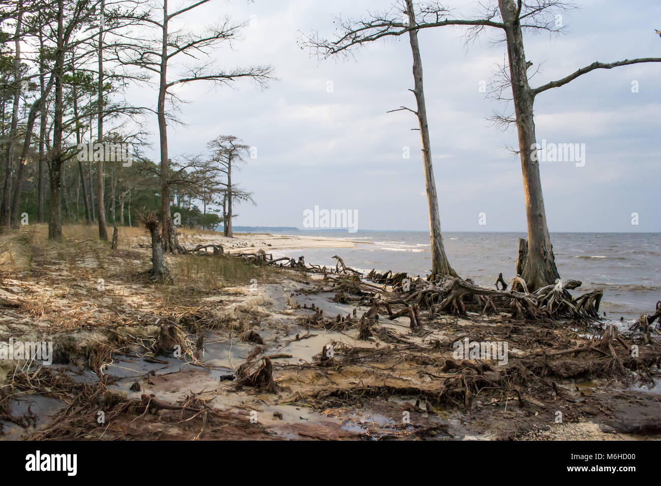 Neusiok River Trail lungo le rive del fiume Neuse in New Bern, North Carolina, Stati Uniti d'America - mirabilmente bellissimo cedro tronchi di alberi sorgere dall'acqua Foto Stock