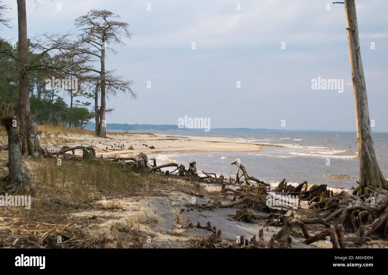 Neusiok River Trail lungo le rive del fiume Neuse in New Bern, North Carolina, Stati Uniti d'America - mirabilmente bellissimo cedro tronchi di alberi sorgere dall'acqua Foto Stock