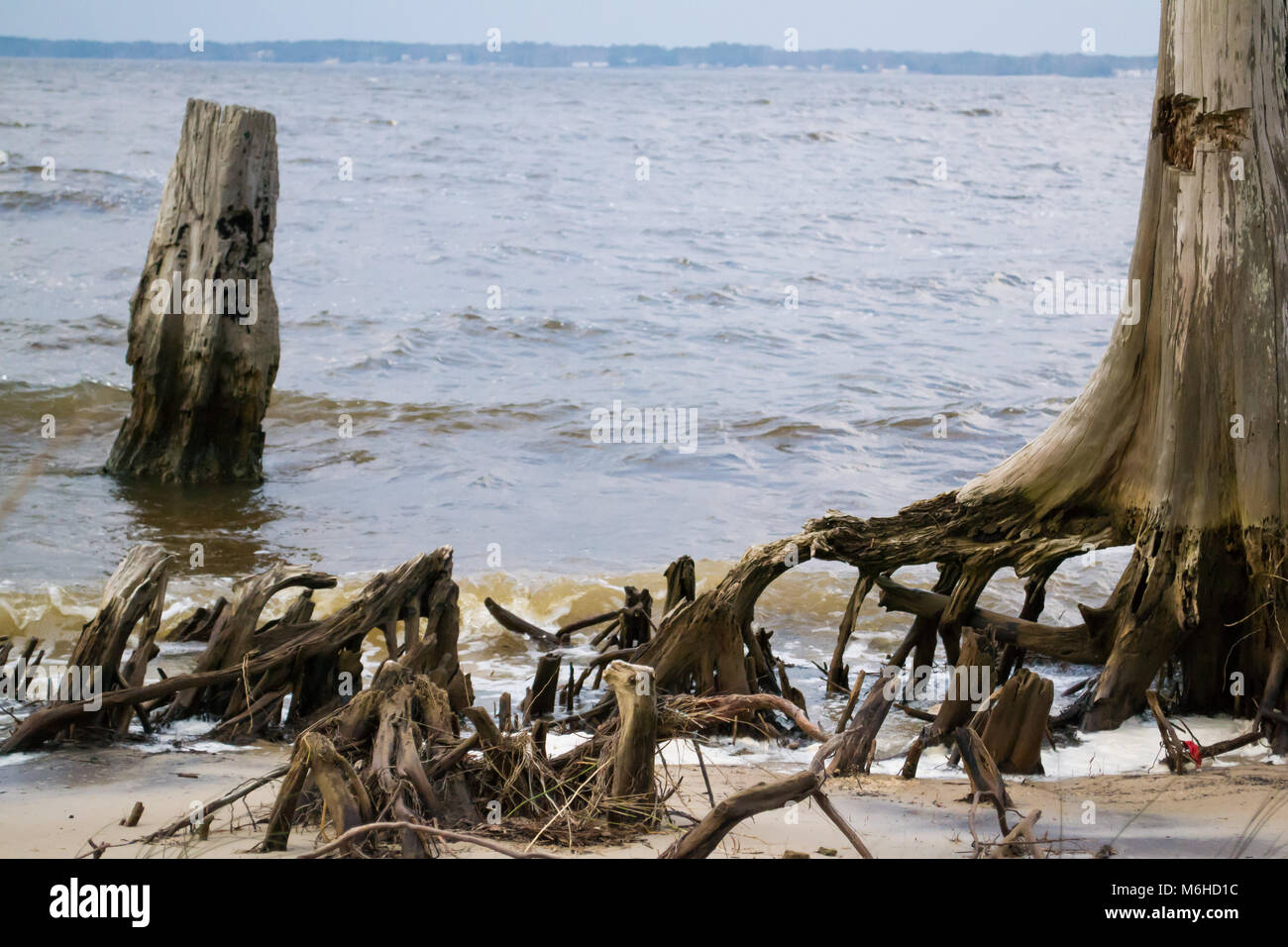 Neusiok River Trail lungo le rive del fiume Neuse in New Bern, North Carolina, Stati Uniti d'America - mirabilmente bellissimo cedro tronchi di alberi sorgere dall'acqua Foto Stock