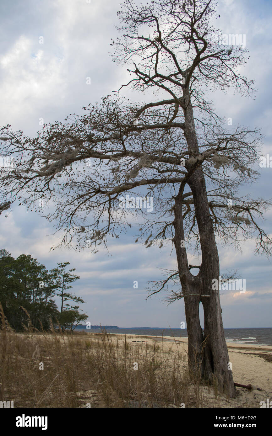 Neusiok River Trail lungo le rive del fiume Neuse in New Bern, North Carolina, Stati Uniti d'America - mirabilmente bellissimo cedro tronchi di alberi sorgere dall'acqua Foto Stock