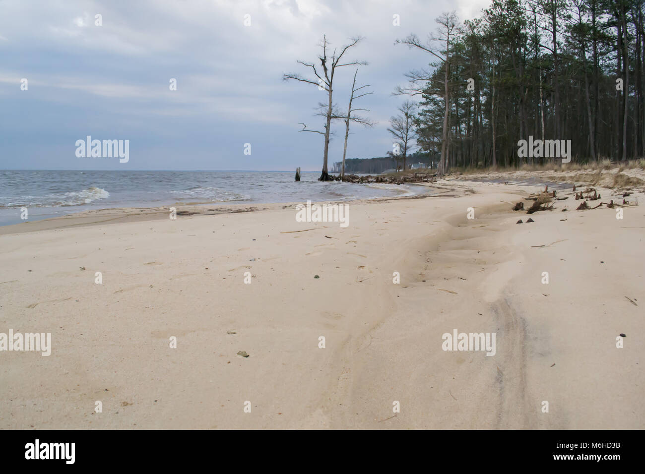 Neusiok River Trail lungo le rive del fiume Neuse in New Bern, North Carolina, Stati Uniti d'America - mirabilmente bellissimo cedro tronchi di alberi sorgere dall'acqua Foto Stock